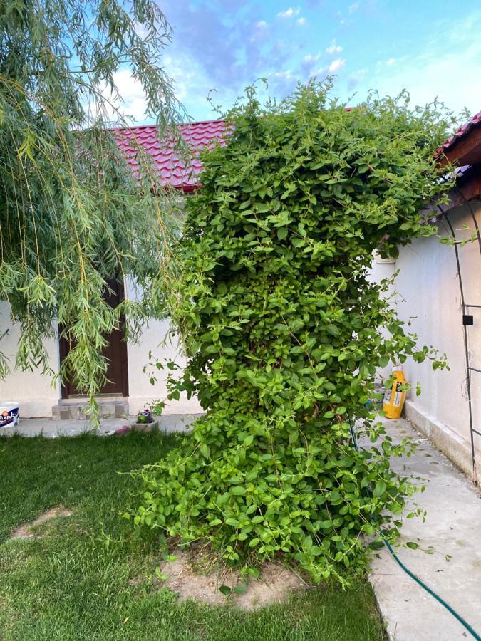 דירות קורבו Casa David מראה חיצוני תמונה